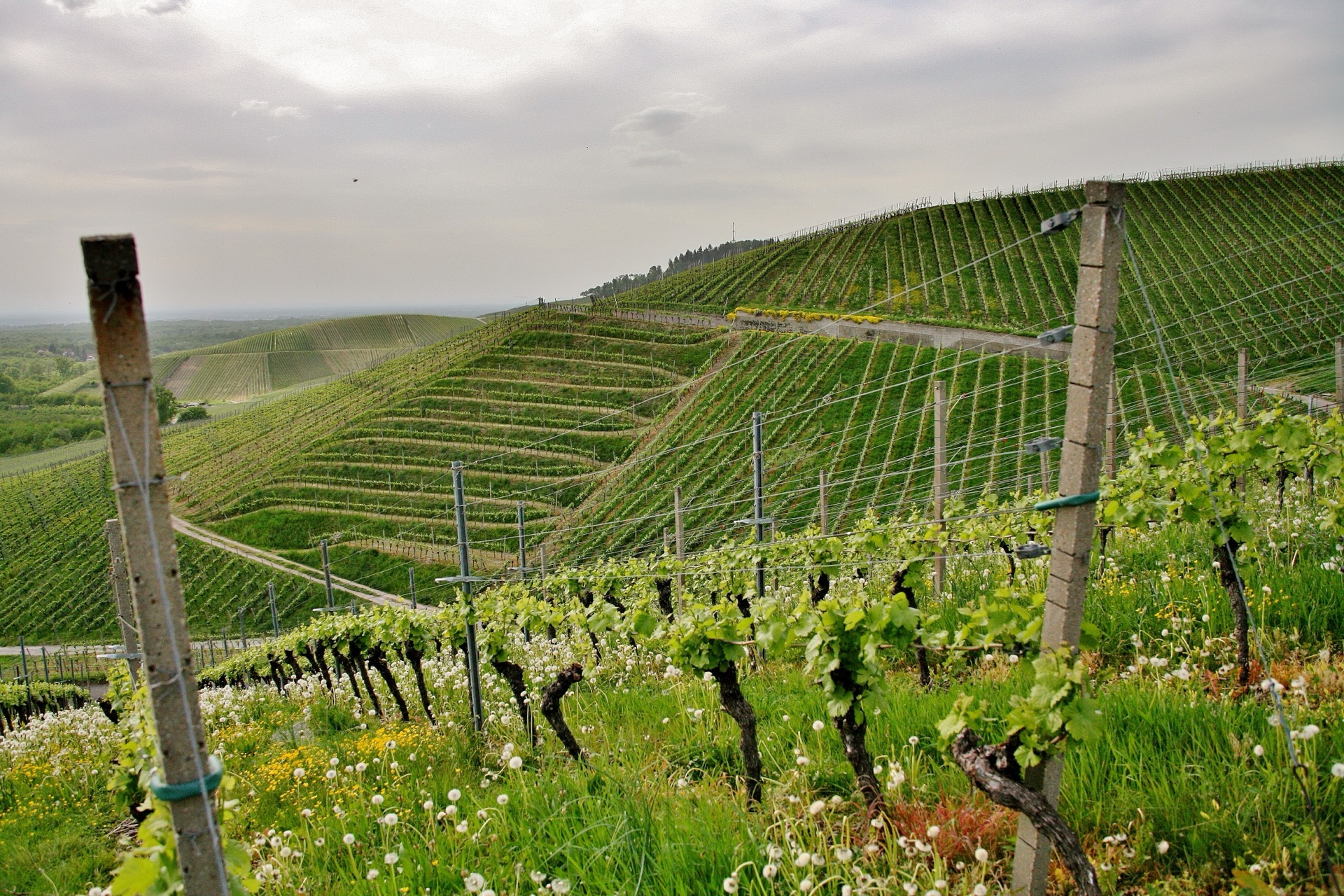 Vineyard rows on a hillside in Portugal