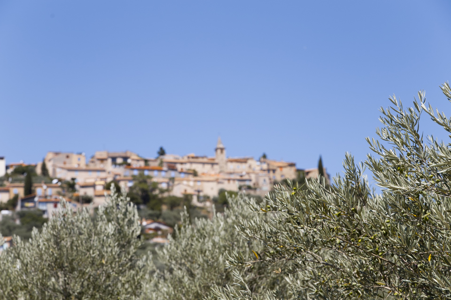 Olive trees in the Alentejo countryside, Portugal